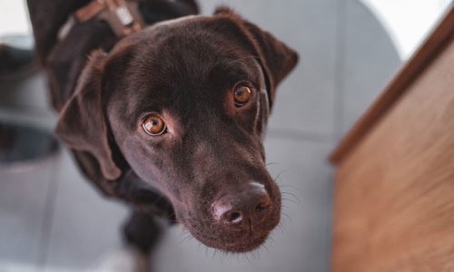 Apoteka - das vegane Café in Tübingen - Hunde willkommen